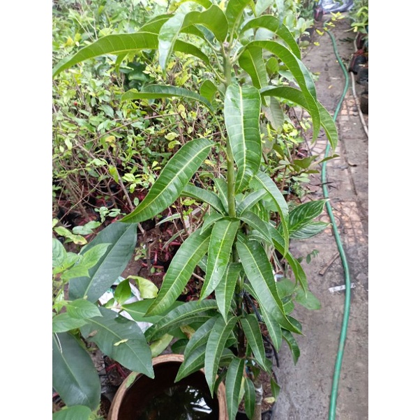 Cây giống Xoài Úc