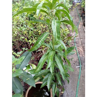 cây giống Xoài Úc