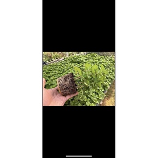 Hạt Giống Húng Lũi Bạc Hà Âu Choco Mint