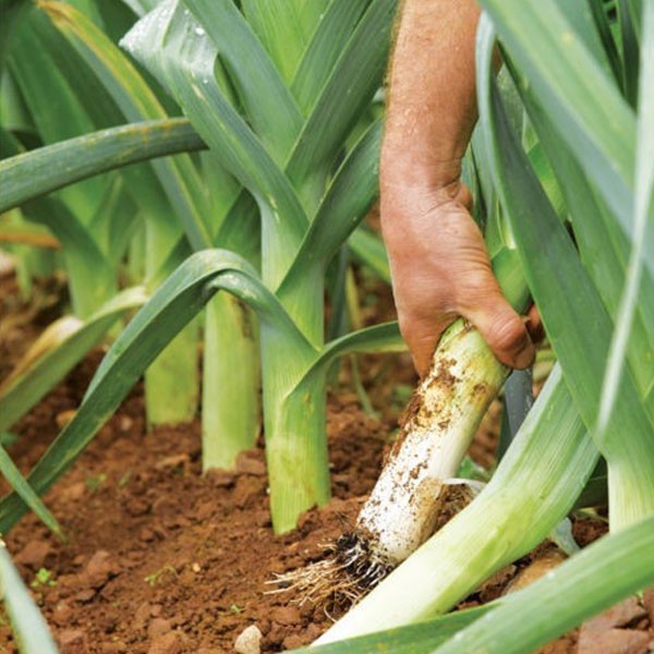 Hạt Giống Tỏi Tây Ý 100 hạt JL35