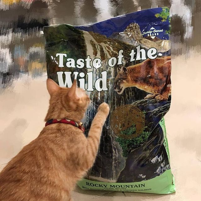 Thức Ăn Hạt Cho Mèo - Taste Of The Wild - Thức Ăn Cho Mèo Con Bao 500g & 2kg Hỗ Trợ Mượt Lông, Tiêu Búi Lông