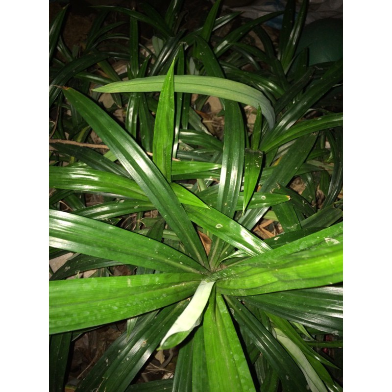 Cây lá nếp, lá dứa