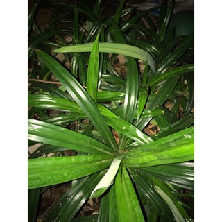 Cây lá nếp, lá dứa