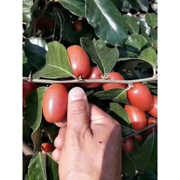 CÂY NHÓT NGỌT MỸ