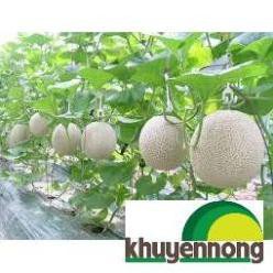 20 Hạt giống dưa lưới xanh