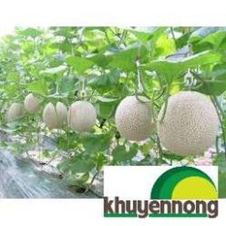 20 Hạt giống dưa lưới xanh