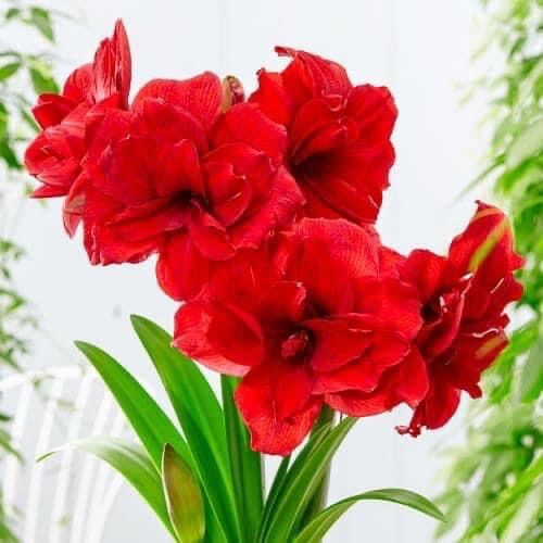 Hoa Lan Huệ kép  HOA Tết