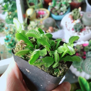 Cây bẫy kẹp , cây ăn thịt non mới mọc