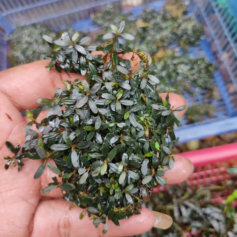 Máy chiếu mini