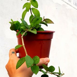Cẩm cù hoa thơm.