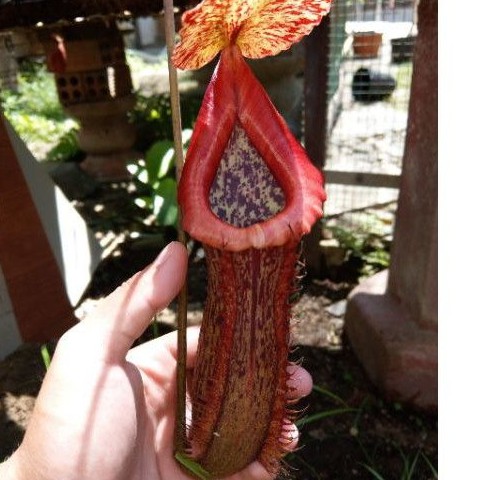 Cây nắp ấm Nx Rokko Exotica x Boschiana