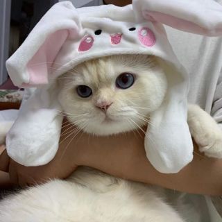 Mũ cho mèo