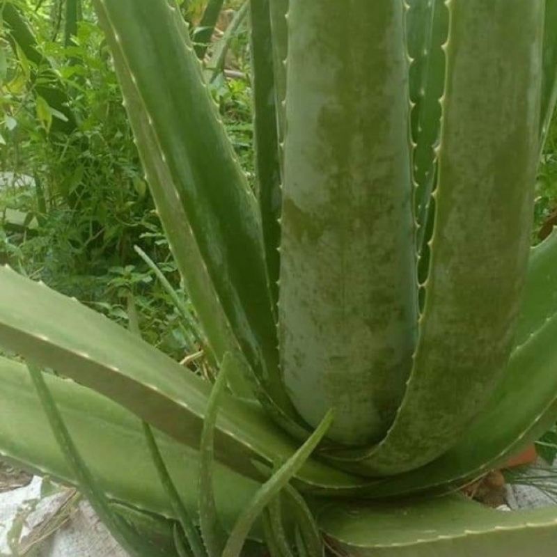Cây nha đam bẹ to 1kg