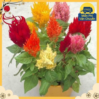 Hạt Giống Hoa Mào Gà Lửa