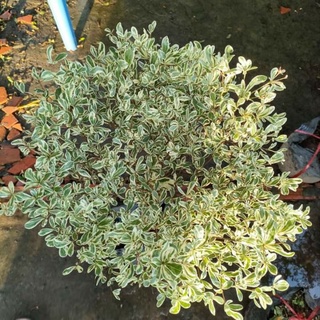 Bàng Đài Loan cam thạch.