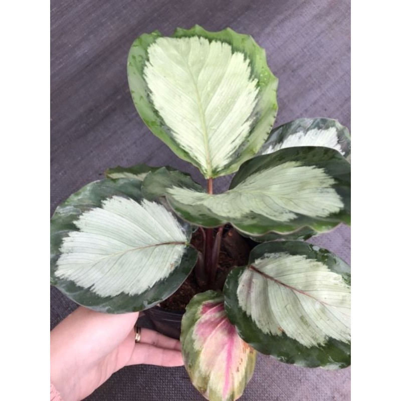 Chậu cứng đuôi công bạc viền xanh