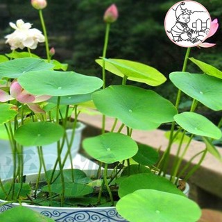 HẠT HOA SEN NHẬT MINI - GÓI 5 HẠT