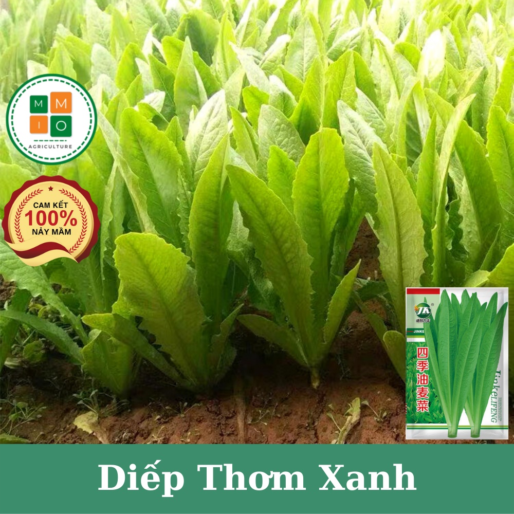Hạt giống rau tiến vua  chịu nhiệt