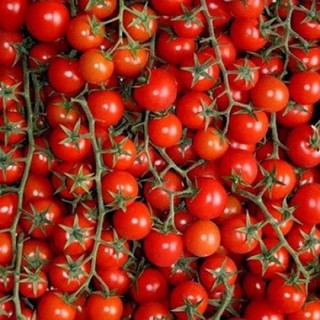 50 Hạt giống Cà Chua Chuỗi Ngọc (Cà chua Bi Đỏ)
