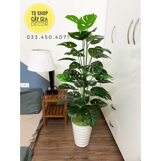 Cây trầu bà Monstera cao 1M3 (Cây giả decor)