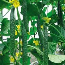 20 hạt giống dưa chuột dài