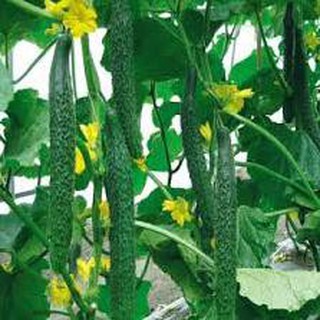 20 hạt giống dưa chuột dài