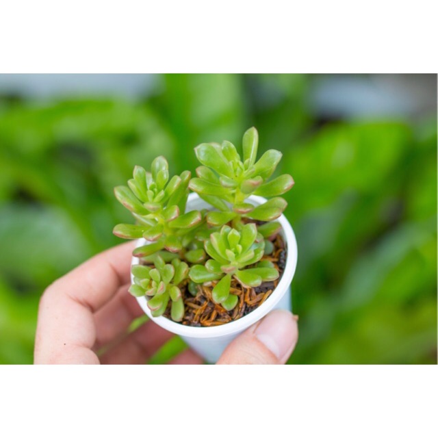 Sen đá sedum cam 5-7cm - Vườn sen đá