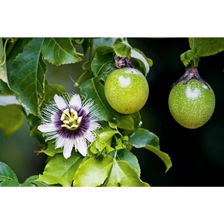 Cây chanh dây trưởng thành đang hoa