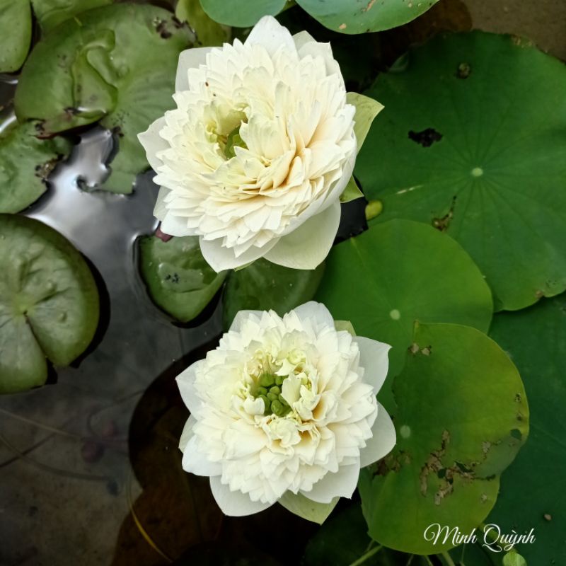 Củ sen Trắng Hoàng Kim ( S1000 trắng)