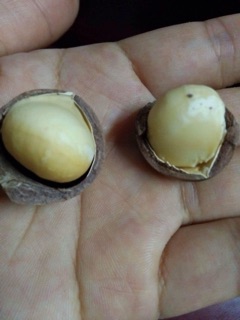 Hạt macca sấy nứt vỏ dễ tách 500gr.
