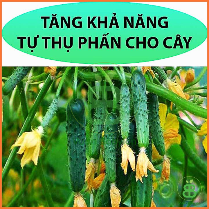 Phân Bón Lá Bổ Sung Canxi Chống Thối Trái, Nứt Trái 100ml