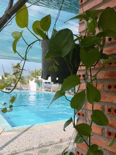 Trầu bà trang trí
