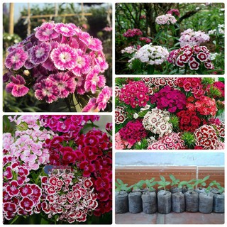 Hạt giống hoa cẩm chướng chùm nhiều màu dễ trồng gói 50 hạt