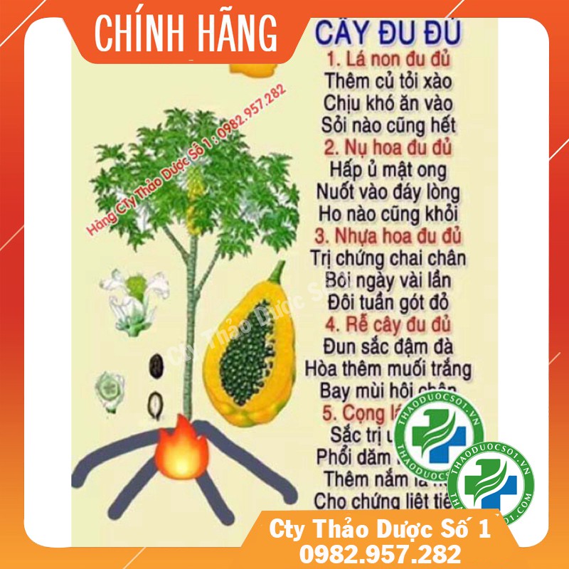 HOA ĐU ĐỦ ĐỰC_100Gram [Hàng công ty thảo dược số 1 } - TDSO1