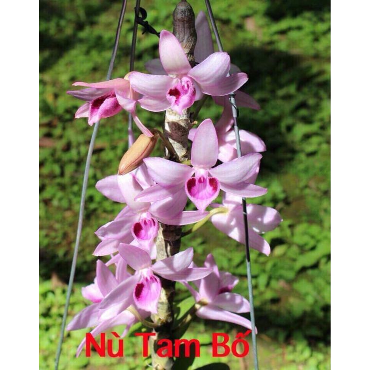 Nù tam bố cây giống siêu đẹp