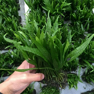 Dương sỉ lá kim - Cây dương sỉ lá hẹp trang trí bể thủy sinh lá nước trang trí bể cá cảnh bể bán cạn bonsai tiểu cảnh