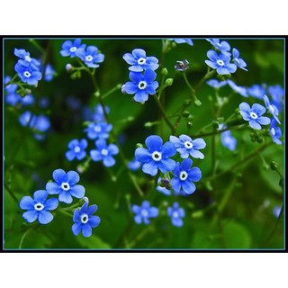 SIÊU RẺ - Bán Hạt giống HOA LƯU LY - FORGET ME NOT (MYOSOTIS) nhập khẩu hàng chuẩn. hàng nhập khẩu.