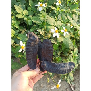 BỒ KẾT KHÔ 500G
