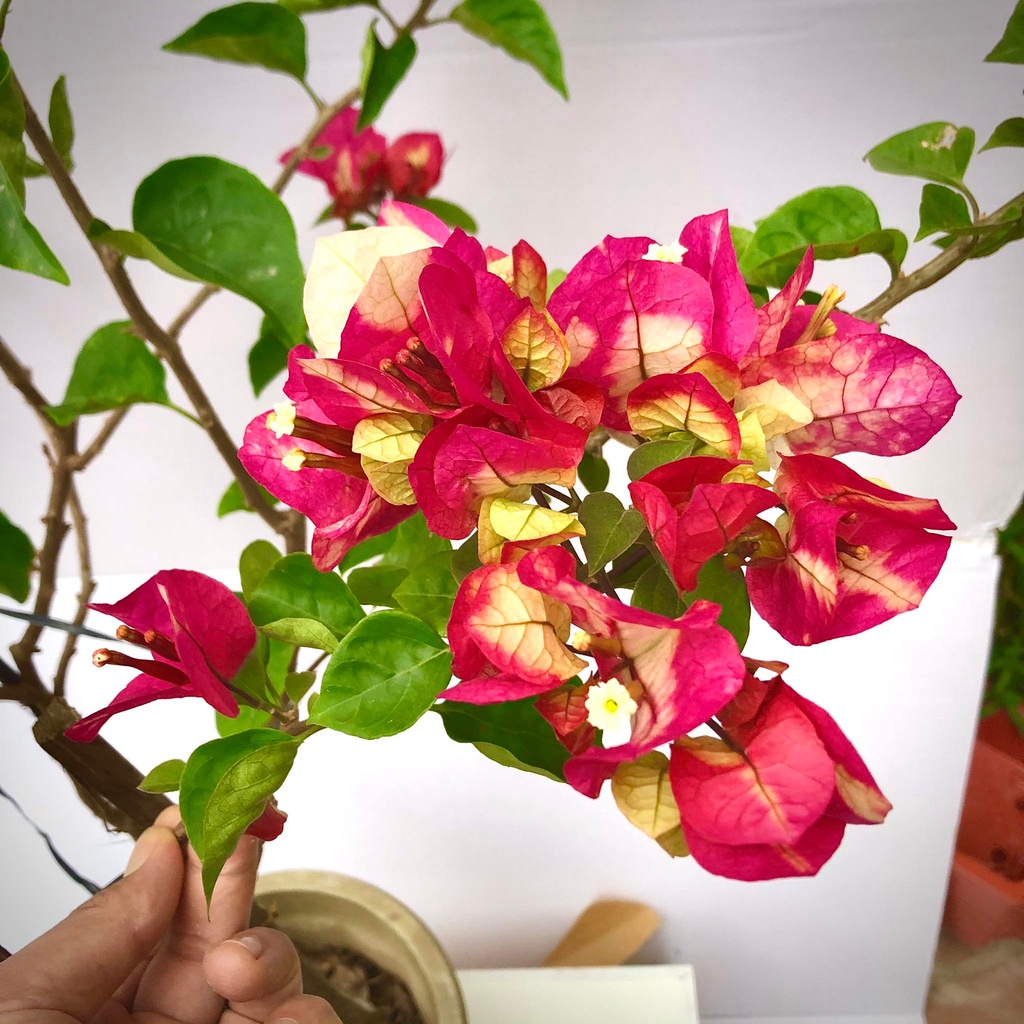 Cây hoa giấy Ấn Độ - giống bông giấy cho hoa đổi màu đặc sắc