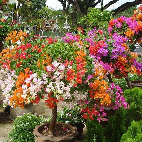 CÂY HOA GIẤY MÀU TÍM