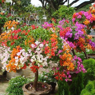 CÂY Giống HOA GIẤY MÀU TÍM