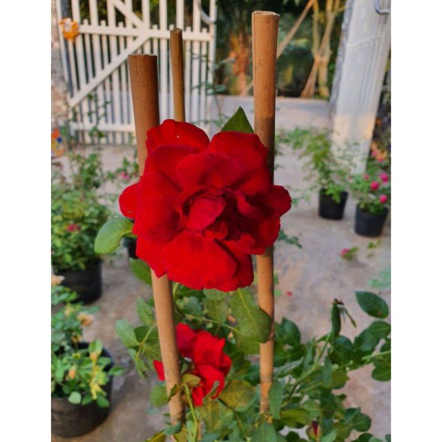 Hồng leo ngoại đỏ nhung Valentine