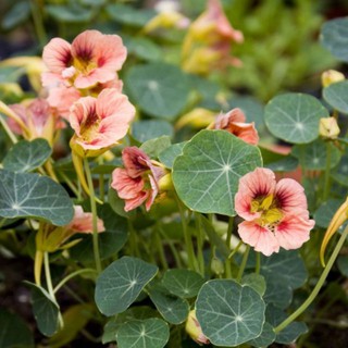 HẠT GIỐNG HOA SEN CẠN MIX ( TROPAEOLUM MAJUS ) [shop uy tín]