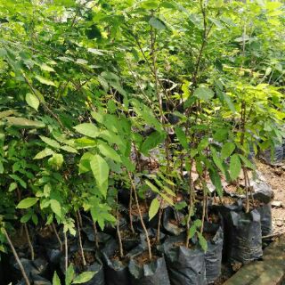 CÂY GIỐNG HOA TỬ ĐẰNG THÂN GỖ