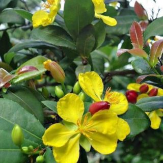 Hạt giống mai tứ quý