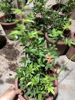 Hoa Hồng Xanh