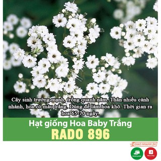 Hạt giống Hoa Baby Trắng Dễ Trồng, Nhanh Ra Hoa, Dùng Làm Hoa Khô Rất Đẹp