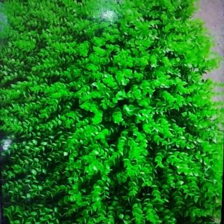 Thảm cỏ tai chuột trang trí tường- Thảm cỏ giả