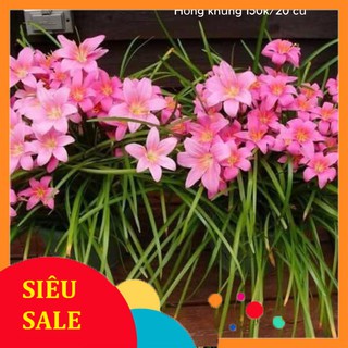 BIG SALE  Combo 20 củ huệ mưa ♨BÔNG LỚN MÀU HỒNG ♨củ mẹ đã có khả năng cho hoa ngay sau trồng