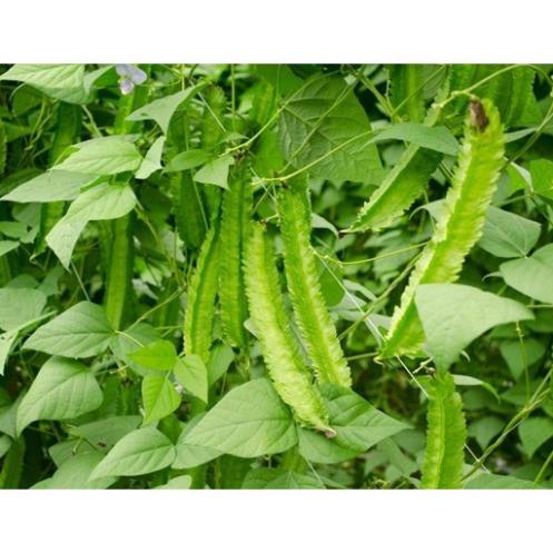 Hạt Giống Đậu Rồng/ Đậu Khế  - Dễ Trồng,Giòn, Dinh Dưỡng Cao - MUA 3 TẶNG 1 CÙNG LOẠI KHUYẾN MẠI TRONG 1 NGÀY
